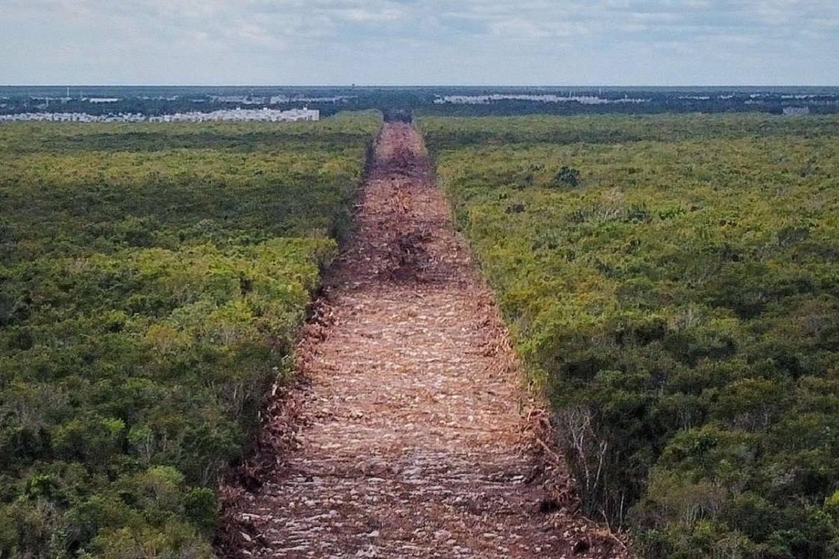tren-maya-amlo-200-mil-hectareas-reforestacion-fonatur